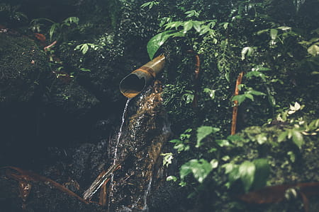 Shallow Focus Photography of Water Drop Surrounded by Plants thumbnail
