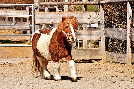 white and brown pony thumbnail