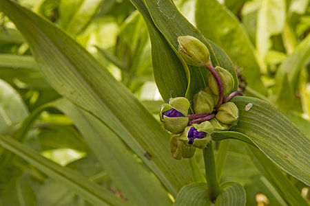 Three Master Of Flowers, Tradescantia thumbnail