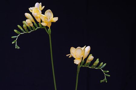 yellow-and-white petaled flowers thumbnail