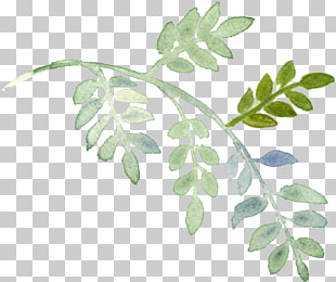 Plant Watercolor painting, Hand-painted watercolor leaves, closeup photo of green leaf plant PNG clipart