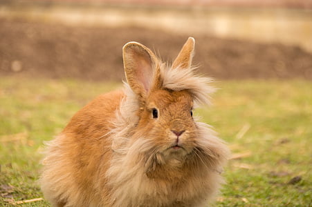 brown rabbit on green grass thumbnail