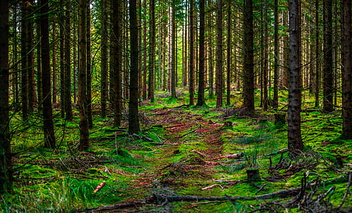 photography of forest at daytime thumbnail