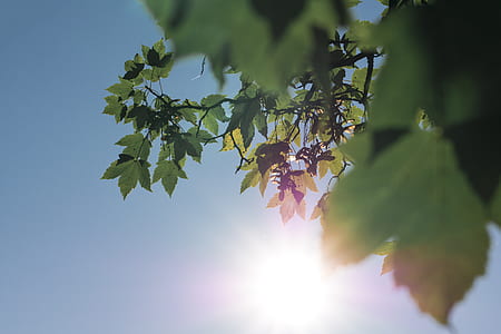 bottom view photo of green plant under blue sky thumbnail