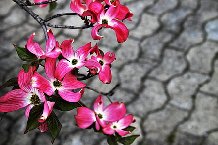 flower, nature, plant, garden, spring, closeup thumbnail