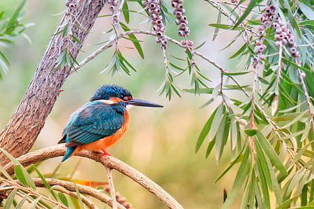 blue bird standing on tree brunch thumbnail