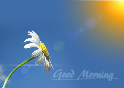 white Oxeye Daisy flower Good Morning greeting thumbnail