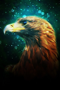 closeup photo of American Bald Eagle thumbnail