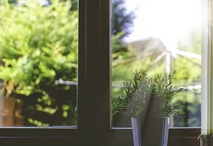 green leaf plant and white pot beside white wooden framed glass window at daytime thumbnail