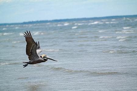 brown pelican flying above ocean thumbnail