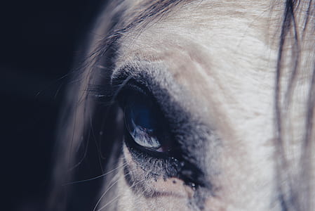 horse, eye, eyelash, animal thumbnail