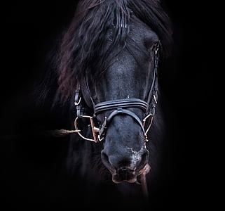 close up photo of black horse thumbnail