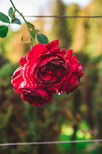 Close-Up Photography of Red Rose thumbnail