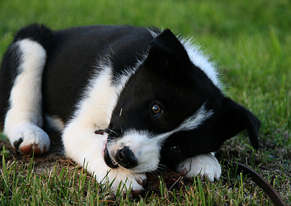 black and white puppy lying on lawn grass close-up photo thumbnail