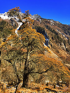 Shuangqiaogou, Seabuckthorn Forest thumbnail
