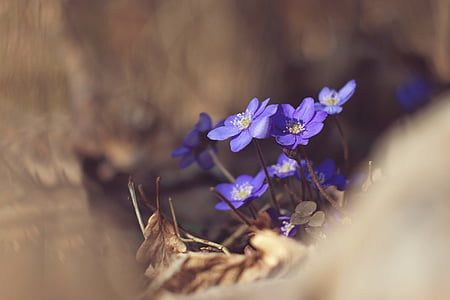shallow focus photography of purple flowers thumbnail