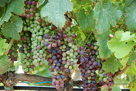 closeup photography of grape vineyard thumbnail