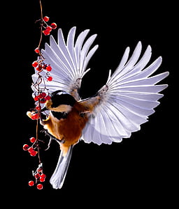 brown chickadee thumbnail