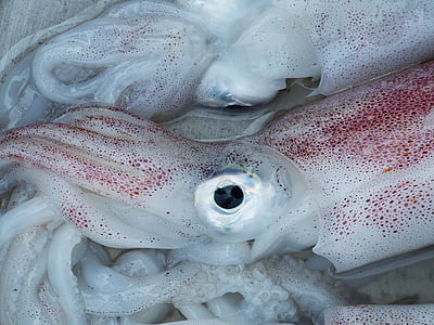 raw squids thumbnail