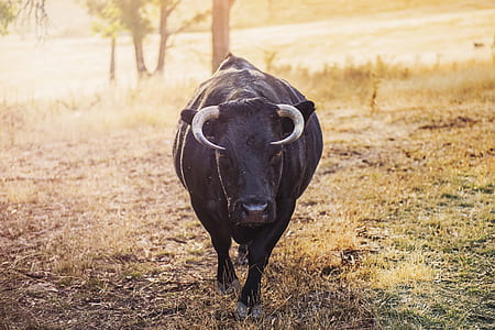 landscape, field, trees, animal thumbnail
