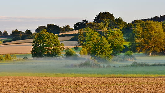 fog on green grass field thumbnail