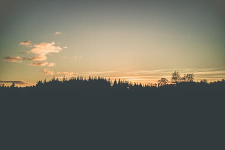 silhouette photo jungle thumbnail