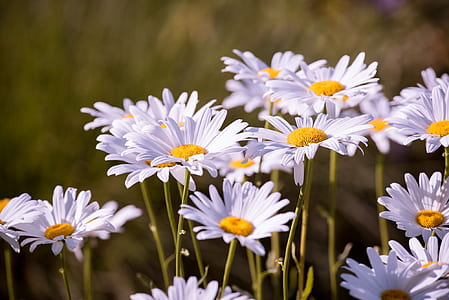 selective focus photography of white petaled flowers thumbnail