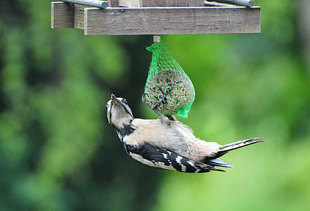 Woodpecker, Great Spotted Woodpecker thumbnail
