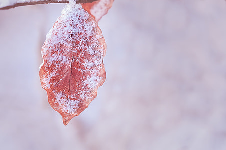 brown snowy leaf thumbnail