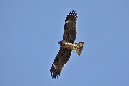 low angle photography of brown hawk flying under the blue sky during daytime thumbnail
