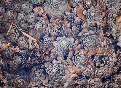 photo of succulent plant thumbnail
