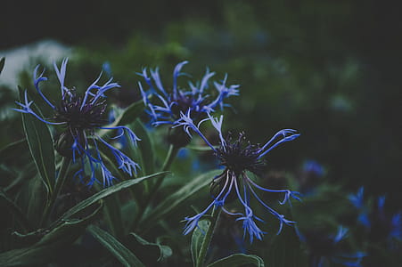 Blue Petaled Plant thumbnail
