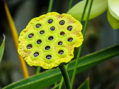 yellow flower thumbnail