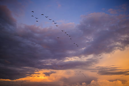 low angle photography of silhouette of flock of birds flying under the clouds thumbnail