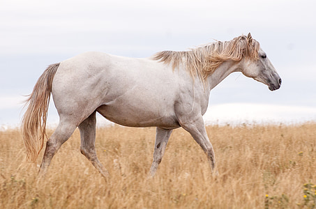 white horse on brown grass field during daytime thumbnail