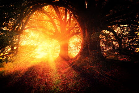 silhouette of tree on forest thumbnail