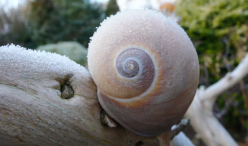 closeup photo of brown snail perch on branch of tree thumbnail