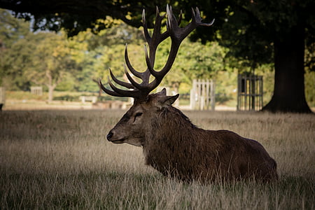 brown moose on brown grass field at daytime thumbnail