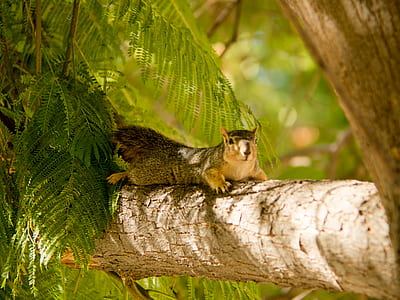 gray squirrel lying on tree branch thumbnail