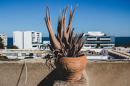 brown plant on pot thumbnail