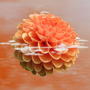 orange dahlia flower with reflection thumbnail