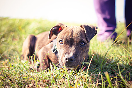 Little Pitbull thumbnail