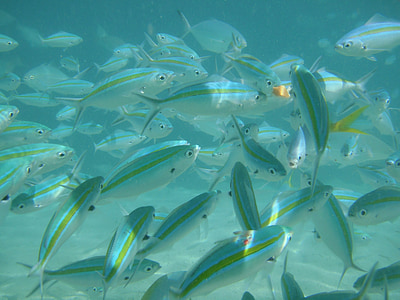 shoal of fish thumbnail
