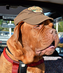 dog wearing curved-brimmed hat thumbnail