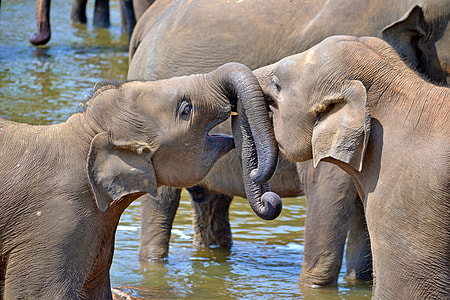two gray elephants playing on body of water thumbnail