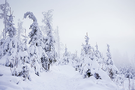 Mountain Forest Trail Under Heavy Snow thumbnail