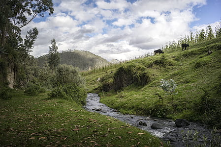 green grass field with river under white clouds thumbnail