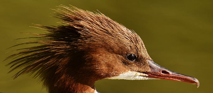 long-beak brown bird thumbnail