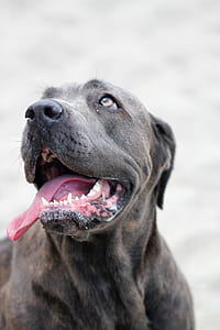 selective focus photography of brown brindle dog thumbnail
