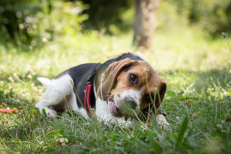 Tri-color Basset Hound Resting on Ground thumbnail
